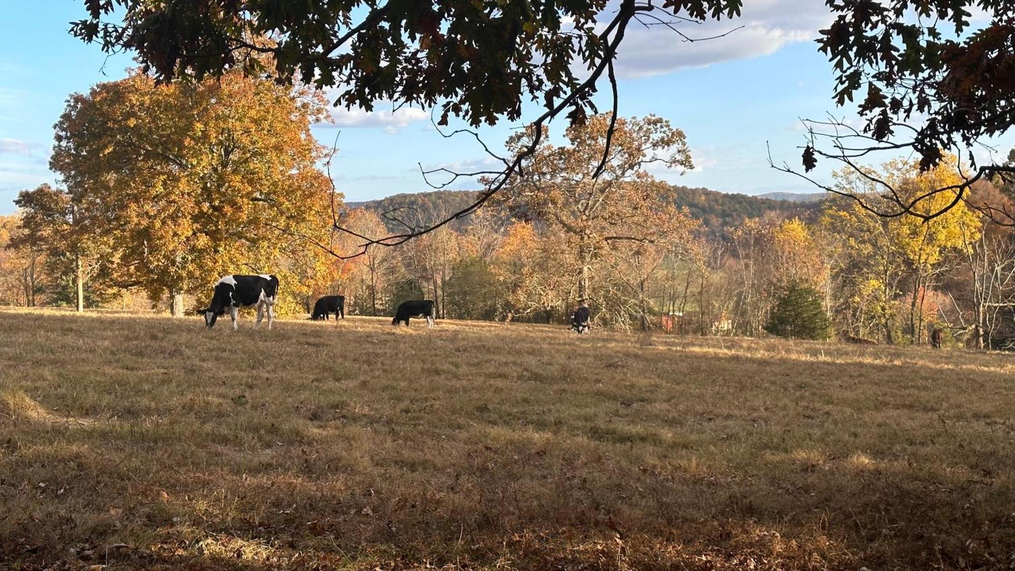 Appalachian Mountain Cabin-Updated-Private-Rafting On Ocoee River-Hiking-Waterfalls-Wifi-Pets Ok Murphy Exterior photo